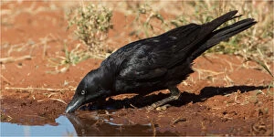 Crow Gallery: Little Crow - Drinking at a pool - Papunya Aboriginal