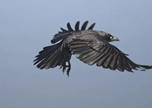 Corvid Collection: Little Crow In flight Alice Springs Sewage Ponds, Northern Territory, Australia