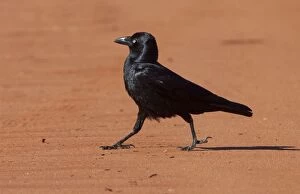Little Crow - walking on dust road
