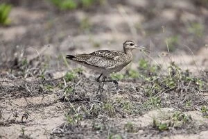 Little Curlew - foraging behind the beach