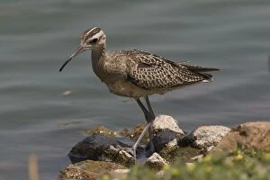Images Dated 8th October 2007: Little Curlew / Little Whimbrel - this bird spent 48 hours walking