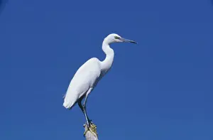 Little Egret DE 302 Egretta garzetta © M. D. England / ARDEA LONDON