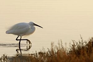 Images Dated 14th March 2006: Little Egret
