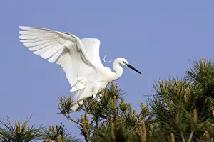 Little Egret Camargue Bouches du Rhone France