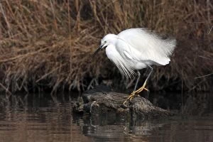 Images Dated 15th February 2008: Little Egret - Camargue - France