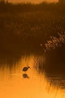 Little Egret - Camargue - France - March