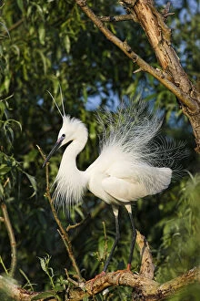 Little Egret (Egretta garzetta) in the Danube