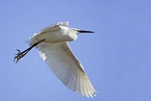 Little Egret - in flight