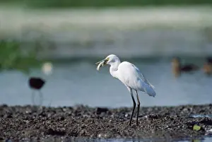 Swallowing Prints: Little Egret - with food in beak