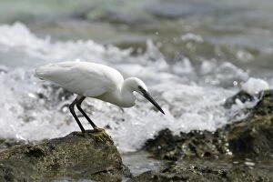 Little Egret - Foraging on the ocean side of Home Island