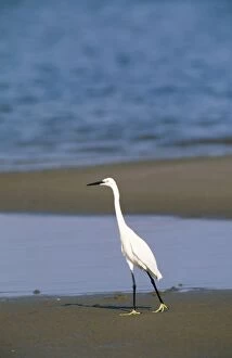 Punta Gallery: Little Egret - Hunting at the shore of the Peninsula