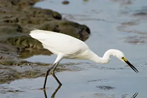 Images Dated 22nd May 2007: Little Egret Inhabits freshwater and marine wetlands. At Cairns esplanade, Queensland, Australia