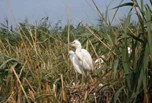 Images Dated 9th August 2010: Little Egret - at nest
