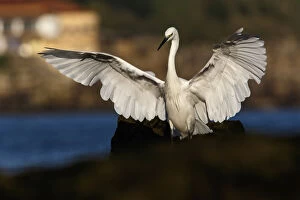 Asturias Gallery: Little Egret - with open wings - Asturias, Spain