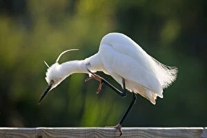 Little Egret - scratching neck