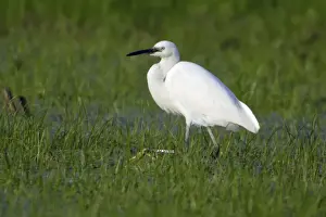 Little Egret - Searching for food Costa Verde, Cantabria, Spain