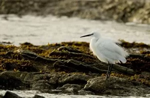 Little Egret - standing in a rock pool at sunset