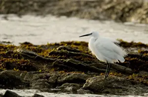 Little Egret - standing in a rock pool at sunset - Atlantic Coast - Namibia - Africa