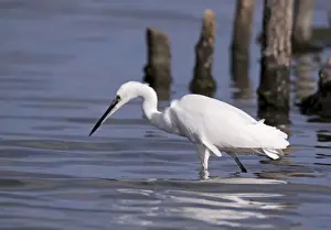 November Prints: Little Egret - walking through shallow water looking for food - November - Poole - England
