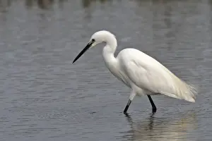 Little Egret - in water fishing. France