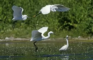 Images Dated 23rd February 2011: Little Egrets - in flight