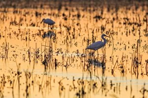 Little Egrets in rice field at sunset