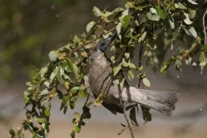 Little Friarbird - bathing among wet leaves