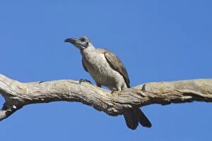 Images Dated 1st September 2004: Little Friarbird A bird of open forests, dry grassy woodlands, wet woodlands, mangroves and gardens