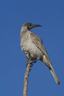 Images Dated 21st September 2004: Little Friarbird A bird of open forests, dry grassy woodlands, wet woodlands, mangroves and gardens