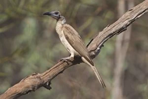 Images Dated 2nd October 2004: Little Friarbird A bird of open forests, dry grassy woodlands, wet woodlands, mangroves and gardens
