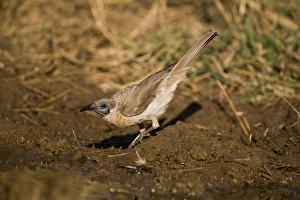 Friarbird Collection: Little Friarbird - drinking Gibb River Road, Mt Barnett, Kimberley, Western Australia