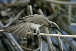 Little Friarbird Lake Moondarra, Mt Isa, Queensland, Australia