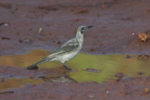Little Friarbird - At pool at dawn