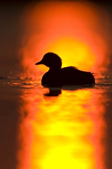 Images Dated 5th September 2003: Little Grebe