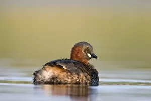 Images Dated 5th September 2003: Little Grebe