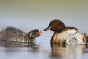 Images Dated 5th September 2003: Little Grebe