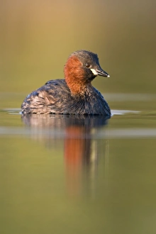 Images Dated 5th September 2003: Little Grebe