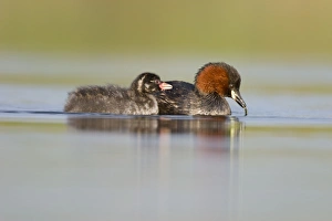 Images Dated 2nd September 2003: Little Grebe