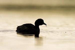 Images Dated 3rd September 2003: Little Grebe