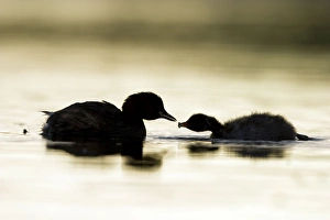 Images Dated 3rd September 2003: Little Grebe