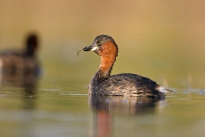 Images Dated 2nd September 2003: Little Grebe