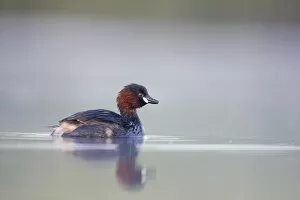 Images Dated 26th July 2008: Little Grebe