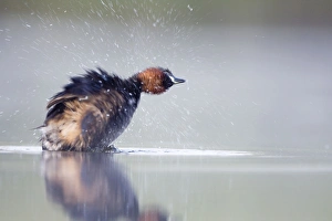Images Dated 26th July 2008: Little Grebe