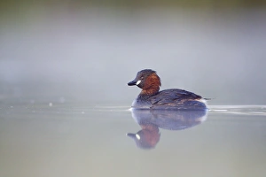 Images Dated 26th July 2008: Little Grebe