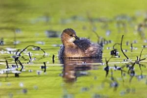 Images Dated 28th January 2012: Little Grebe