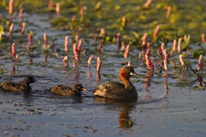 Little Grebe - adult bird with chicks - Germany