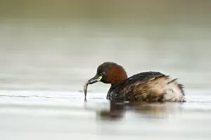 Little Grebe - Adult with stickleback held in its bill