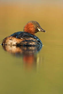Little Grebe - Adult in summer plumage