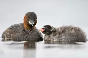 Little Grebe - Adult in summer plumage feeding its chick