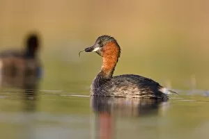 Little Grebe - Adult in summer plumage with larvae in its bill